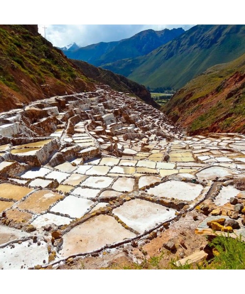 maras-600x600
